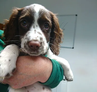 brown and white dog being held by a person in a green sleeve